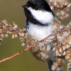 Meet your Posher, Cassie